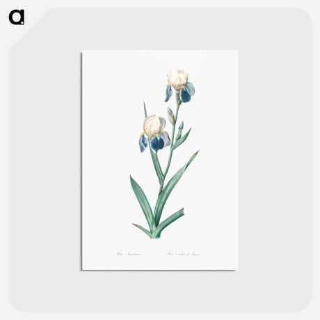 アートポストカード-Elder scented iris illustration - ピエール ジョゼフ ルドゥーテ Postcard.