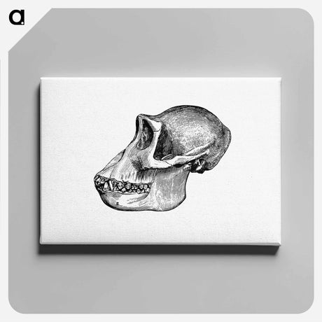 アートパネル-Female Gorilla Facial Angle
 - 大英図書館 Canvas.