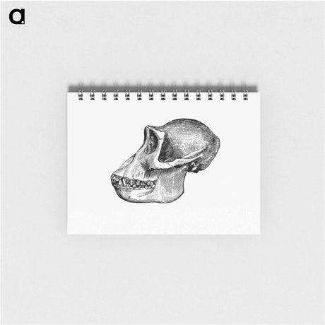 アートメモ帳-Female Gorilla Facial Angle
 - 大英図書館 Memo.