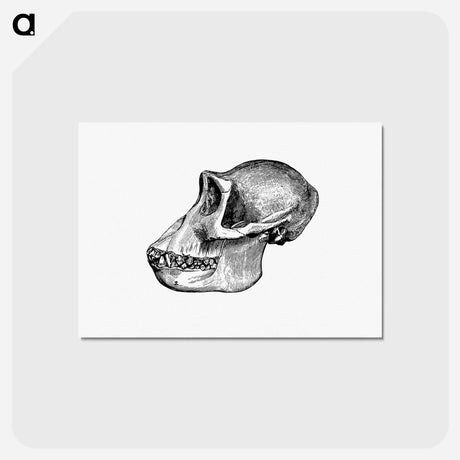 アートポストカード-Female Gorilla Facial Angle
 - 大英図書館 Postcard.