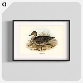 アートポスター-Freckled Duck
 - ジョン グールド Poster.