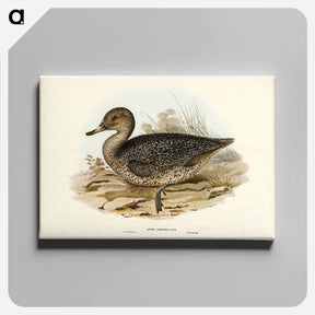 アートパネル-Freckled Duck
 - ジョン グールド Canvas.