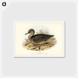 アートポストカード-Freckled Duck
 - ジョン グールド Postcard.