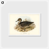 アートポストカード-Freckled Duck
 - ジョン グールド Postcard.