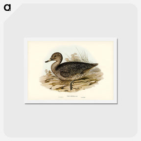 アートポストカード-Freckled Duck
 - ジョン グールド Postcard.
