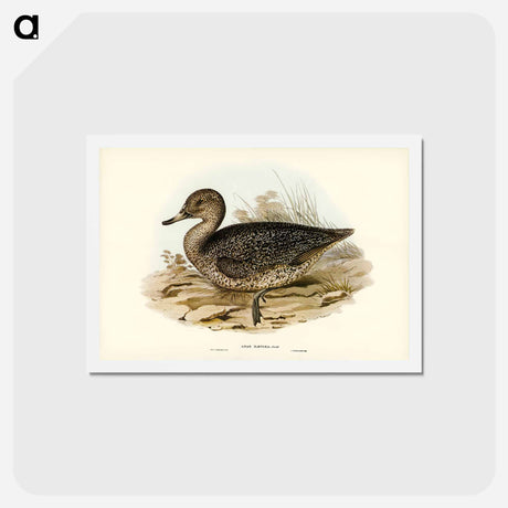 アートポストカード-Freckled Duck
 - ジョン グールド Postcard.