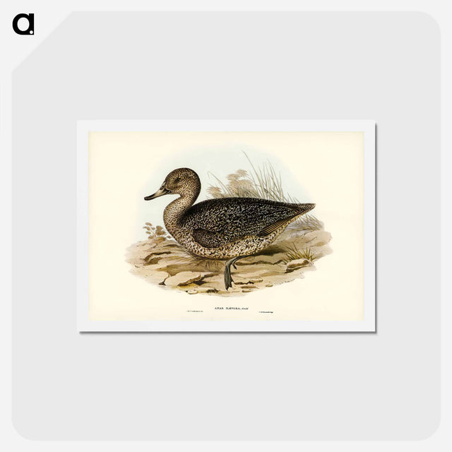 アートポストカード-Freckled Duck
 - ジョン グールド Postcard.