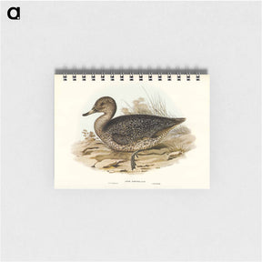 アートメモ帳-Freckled Duck
 - ジョン グールド Memo.