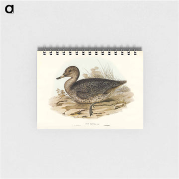 Freckled Duck
 - ジョン グールド Memo.