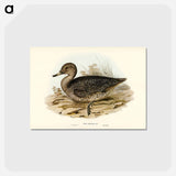 アートポストカード-Freckled Duck
 - ジョン グールド Postcard.
