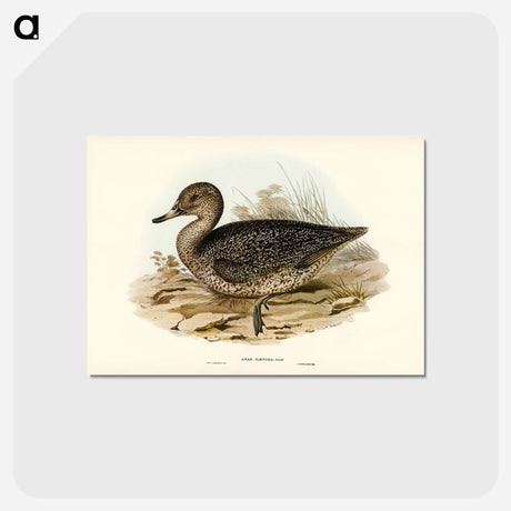 アートポストカード-Freckled Duck
 - ジョン グールド Postcard.