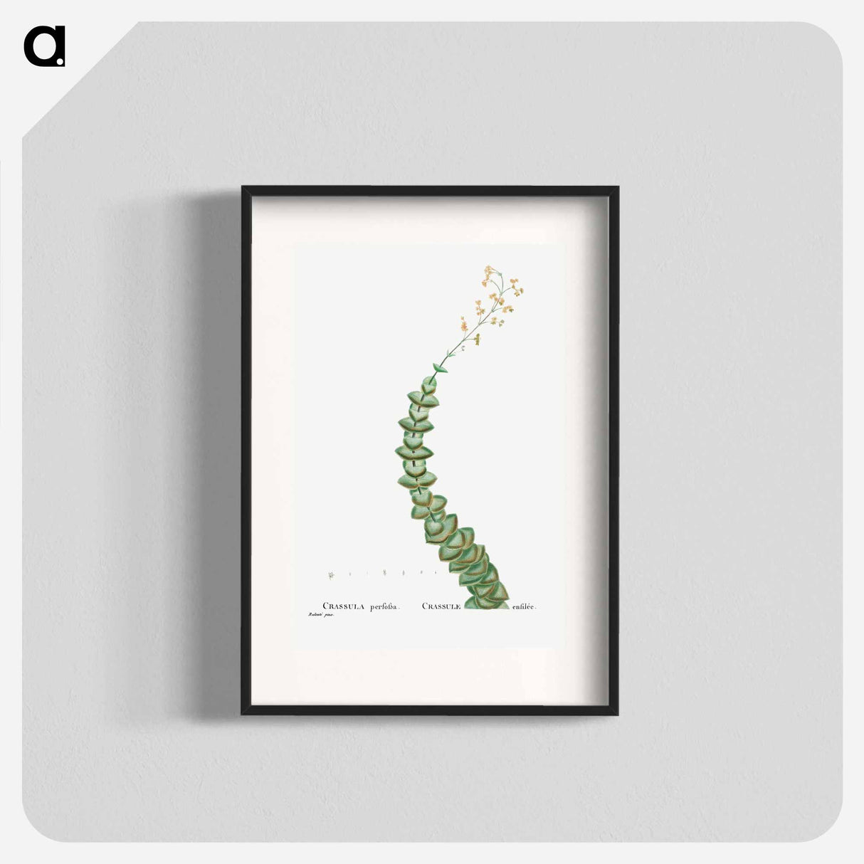 Crassula Perforata (String of Buttons) - ピエール ジョゼフ ルドゥーテ Poster.