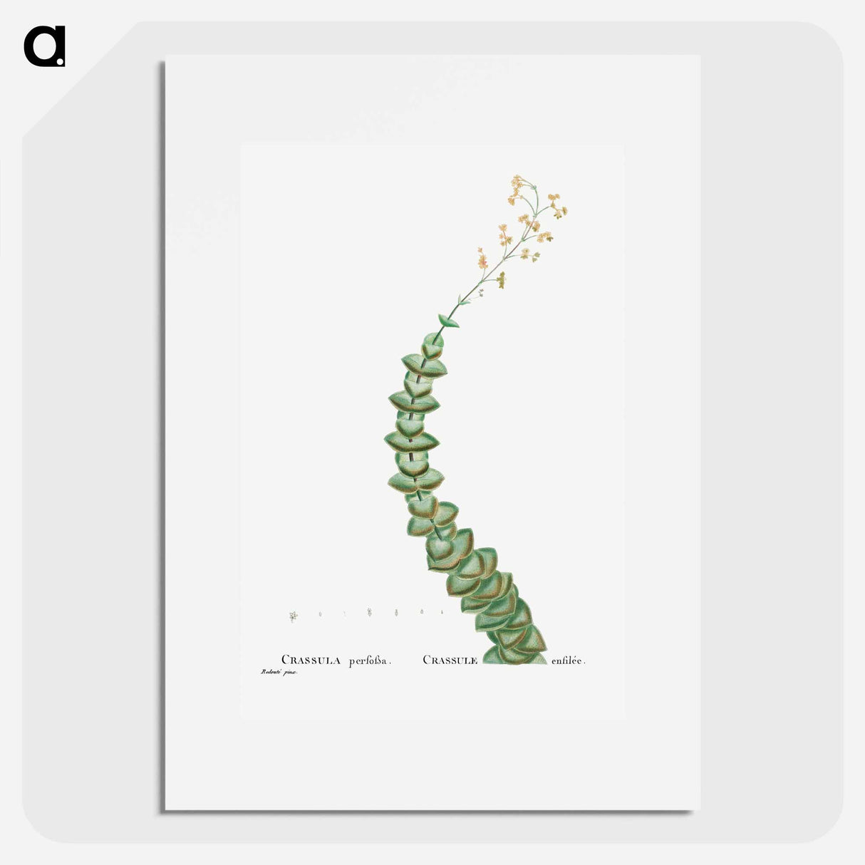 Crassula Perforata (String of Buttons) - ピエール ジョゼフ ルドゥーテ Poster.