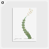 アートポストカード-Crassula Perforata (String of Buttons) - ピエール ジョゼフ ルドゥーテ Postcard.