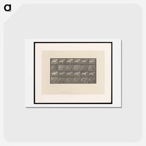アートポストカード-Horse and Cart
 - エドワード マイブリッジ Postcard.