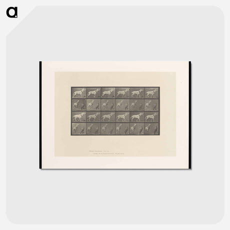 アートポストカード-Horse and Cart
 - エドワード マイブリッジ Postcard.