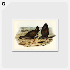 アートポストカード-Black-tailed Tribonyx
 - ジョン グールド Postcard.