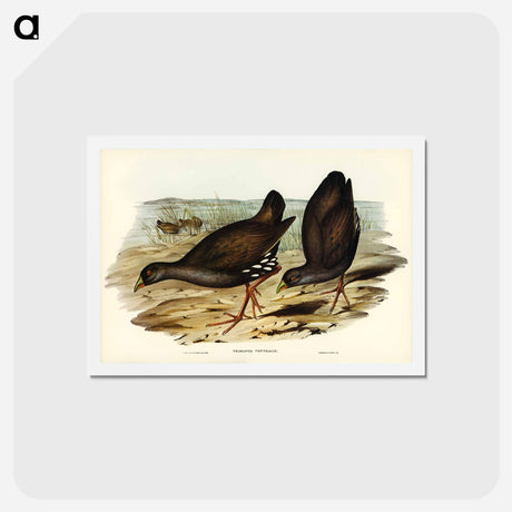 アートポストカード-Black-tailed Tribonyx
 - ジョン グールド Postcard.