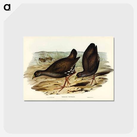 アートポストカード-Black-tailed Tribonyx
 - ジョン グールド Postcard.