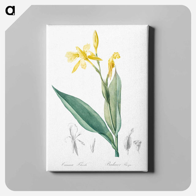 アートパネル-Bandana of the everglades illustration - ピエール ジョゼフ ルドゥーテ Canvas.