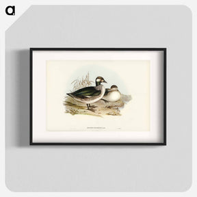 アートポスター-Pygmy Goose
 - ジョン グールド Poster.