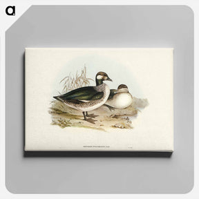 アートパネル-Pygmy Goose
 - ジョン グールド Canvas.