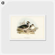 アートポストカード-Pygmy Goose
 - ジョン グールド Postcard.