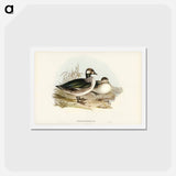 アートポストカード-Pygmy Goose
 - ジョン グールド Postcard.