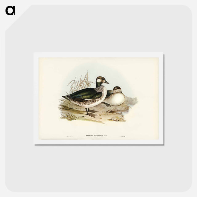 アートポストカード-Pygmy Goose
 - ジョン グールド Postcard.