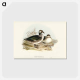 アートポストカード-Pygmy Goose
 - ジョン グールド Postcard.