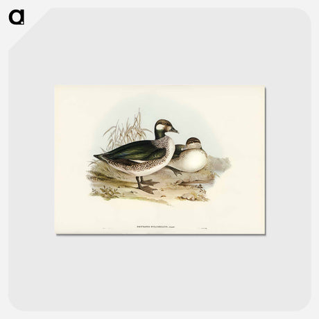アートポストカード-Pygmy Goose
 - ジョン グールド Postcard.