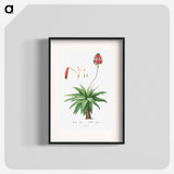 Aloe Picta - Pierre Joseph Redouté Poster.