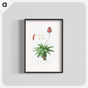 アートポスター-Aloe Picta - ピエール ジョゼフ ルドゥーテ Poster.