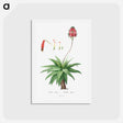 アートポストカード-Aloe Picta - ピエール ジョゼフ ルドゥーテ Postcard.