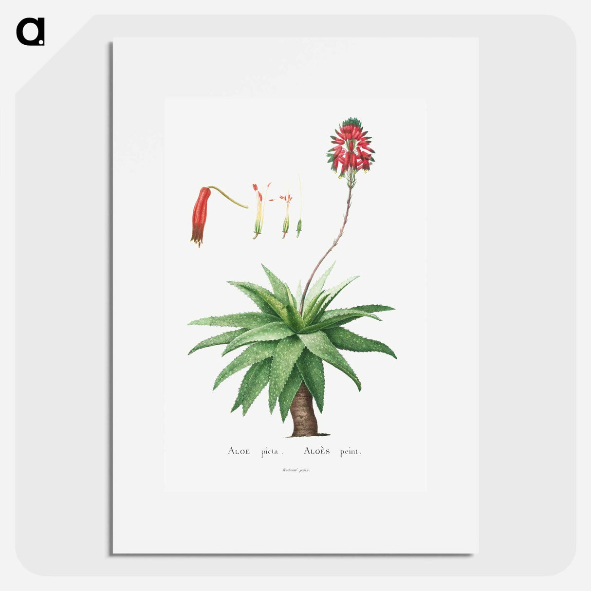Aloe Picta - Pierre Joseph Redouté Poster.