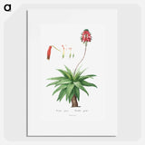 Aloe Picta - Pierre Joseph Redouté Poster.