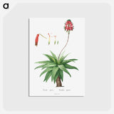 アートポストカード-Aloe Picta - ピエール ジョゼフ ルドゥーテ Postcard.