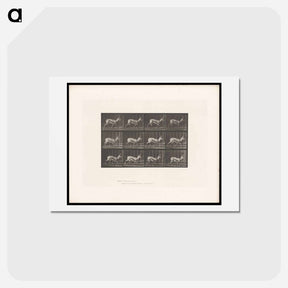 アートポストカード-Running Antelope
 - エドワード マイブリッジ Postcard.