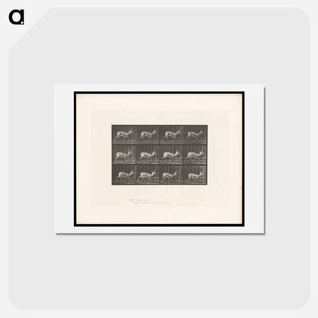 アートポストカード-Running Antelope
 - エドワード マイブリッジ Postcard.