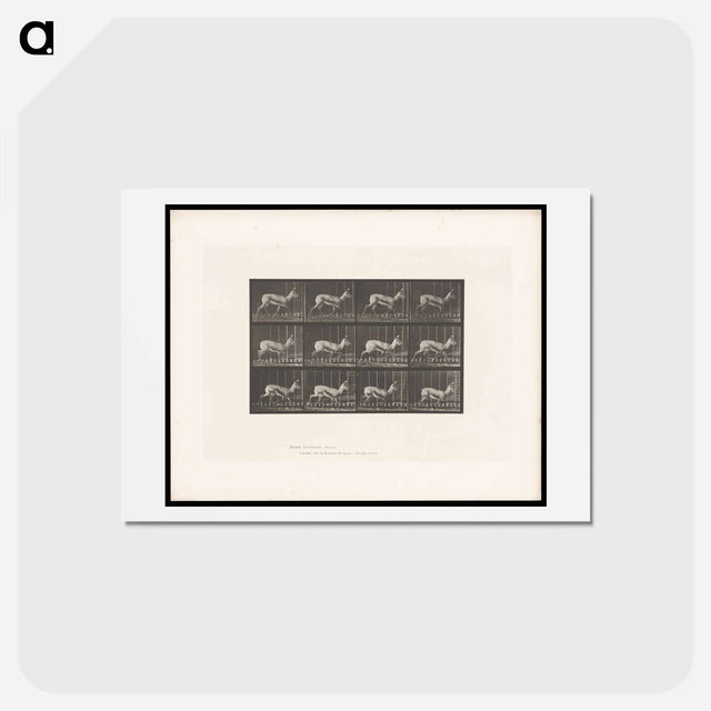 アートポストカード-Running Antelope
 - エドワード マイブリッジ Postcard.