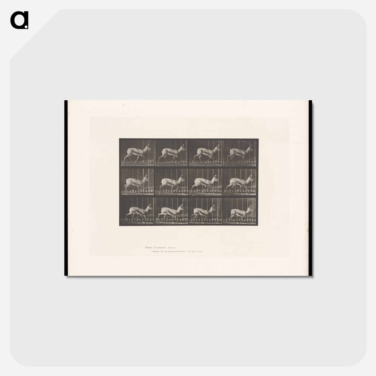 アートポストカード-Running Antelope
 - エドワード マイブリッジ Postcard.