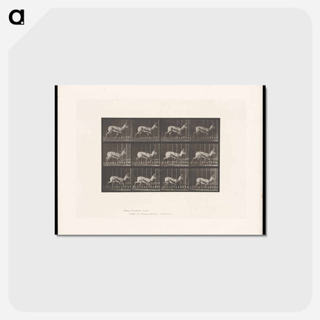 アートポストカード-Running Antelope
 - エドワード マイブリッジ Postcard.