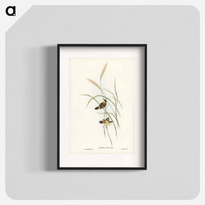 アートポスター-Square-tailed Warbler
 - ジョン グールド Poster.