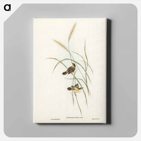 アートパネル-Square-tailed Warbler
 - ジョン グールド Canvas.