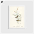 アートポストカード-Square-tailed Warbler
 - ジョン グールド Postcard.