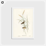 アートポストカード-Square-tailed Warbler
 - ジョン グールド Postcard.