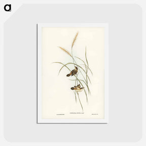 アートポストカード-Square-tailed Warbler
 - ジョン グールド Postcard.