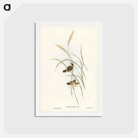 アートポストカード-Square-tailed Warbler
 - ジョン グールド Postcard.