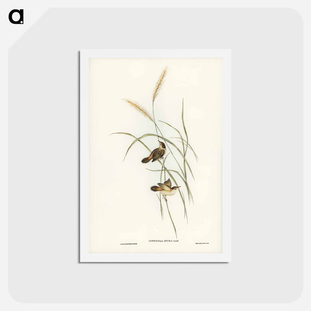 アートポストカード-Square-tailed Warbler
 - ジョン グールド Postcard.