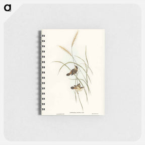 アートメモ帳-Square-tailed Warbler
 - ジョン グールド Memo.